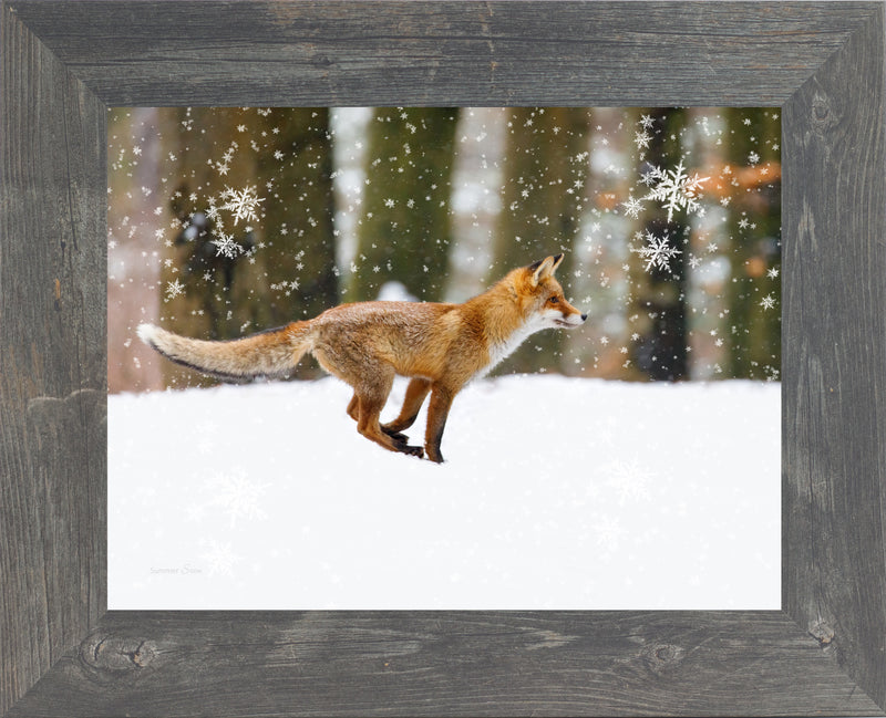 Winter Fox by Summer Snow SA424