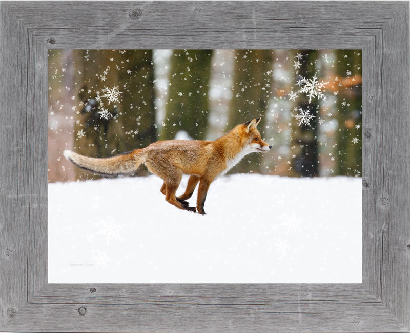 Winter Fox by Summer Snow SA424
