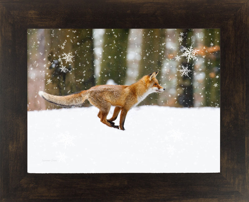 Winter Fox by Summer Snow SA424