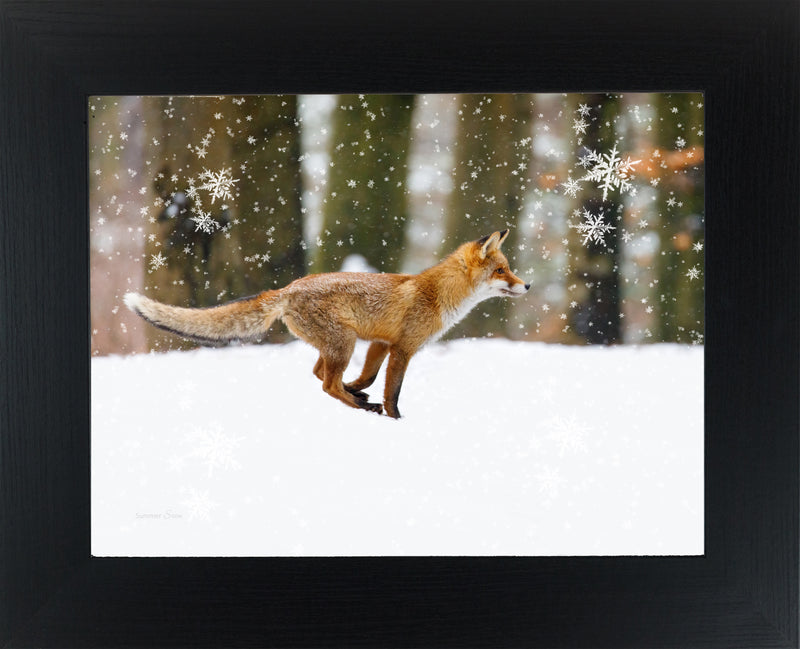 Winter Fox by Summer Snow SA424