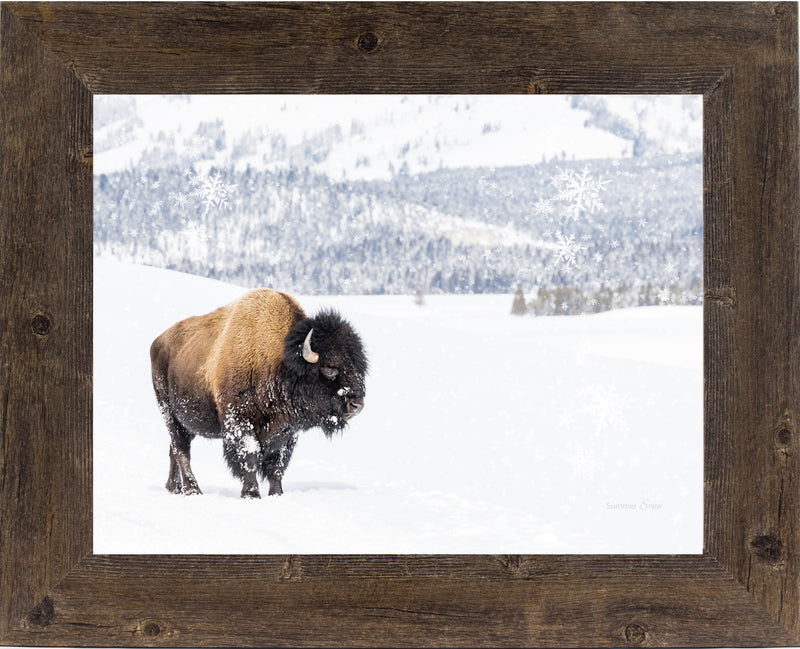Winter Bison by Summer Snow SA425