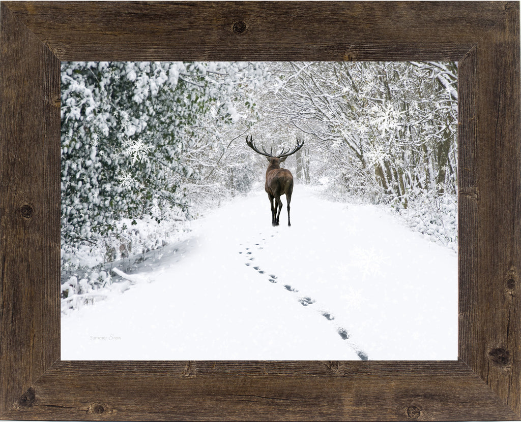 Tracks in the Snow by Summer Snow SA426