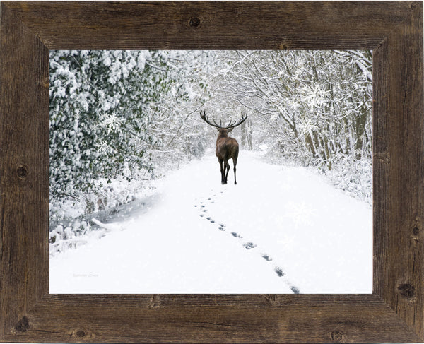 Tracks in the Snow by Summer Snow SA426