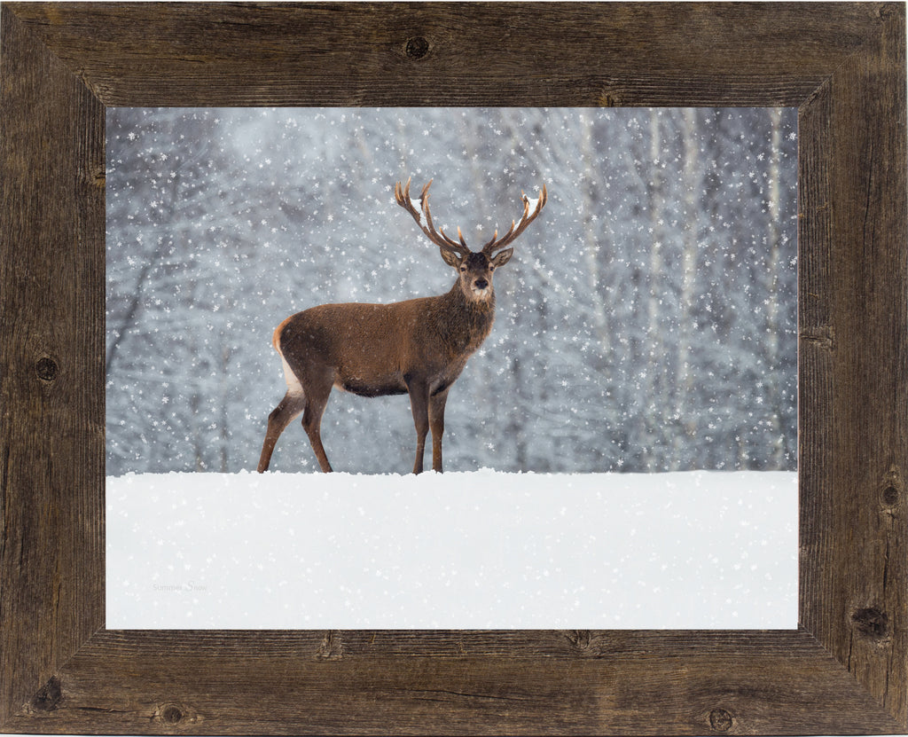 Proud Buck by Summer Snow SA428